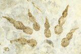Plate of Dinosaur (Grallator) Tracks - Negative Impressions #366863-2